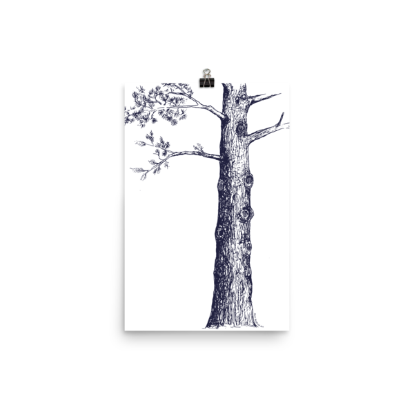 Pine Tree Sketch Matt Hatfield Art